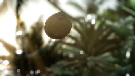 extreme-slow-motion-falling-coconut-in-jungle